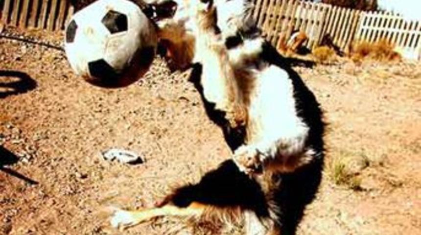 K&ouml;pek futbolcuları ipe dizdi!
