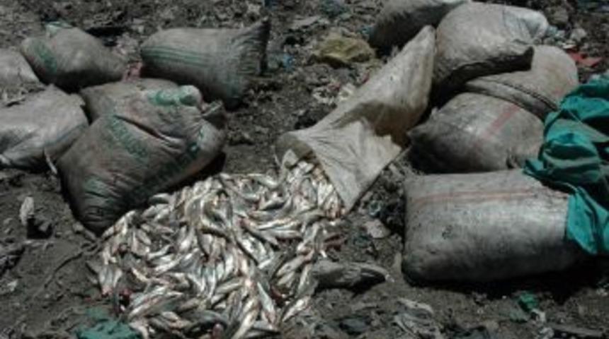 Van'da Kaçak Avlanmış 9 Ton İnci Kefali Balığı Ele Geçirildi