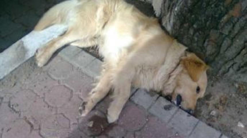 Milas'ta &Ccedil;ok Sayıda Sokak K&ouml;peği Zehirlenerek Katledildi