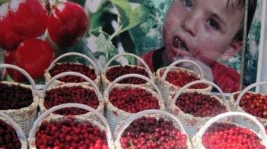 Amasya'da Kirazlar Yarışacak