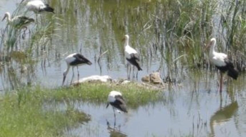 Yavru G&ouml;lbent Leylekleri G&ouml;zlerini A&ccedil;tı