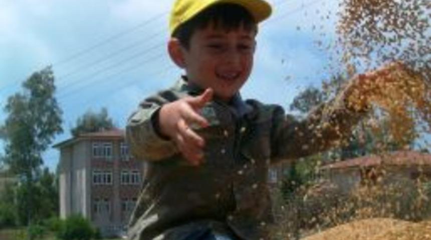 T&uuml;rkiye'nin İlk Buğday Hasadı Adana'da Yapıldı