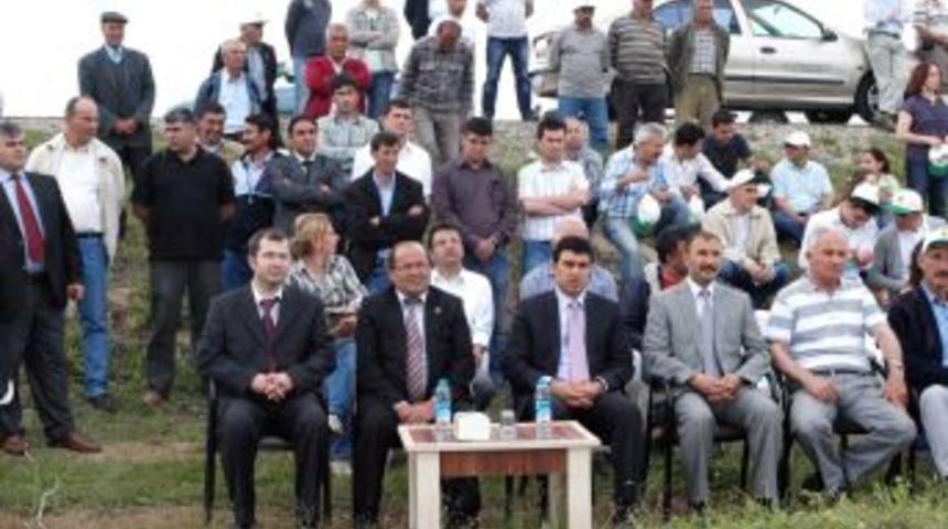 'Acıpayam&rsquo;da G&uuml;nde 250 Ton S&uuml;t &Uuml;retiliyor'