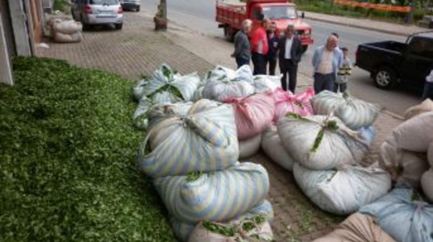 Ardeşenli &Ccedil;ay &Uuml;reticileri, Mağduriyetlerinin Giderilmesini Istiyor