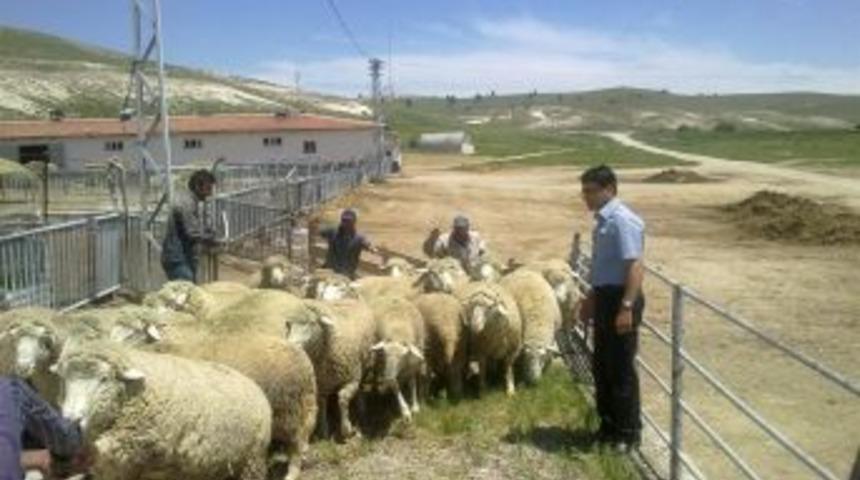 &Ccedil;ift&ccedil;ilere Merinos Irkı Ko&ccedil; Dağıtımı Yapıldı
