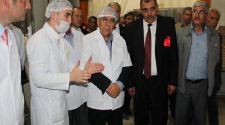 Tire S&uuml;t Kooperatifi S&uuml;t İşleme Tesisi A&ccedil;ıldı