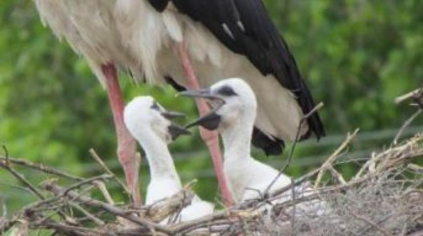 Göçmen Leyleklerin Yavruları Yumurtadan Çıkmaya Başladı