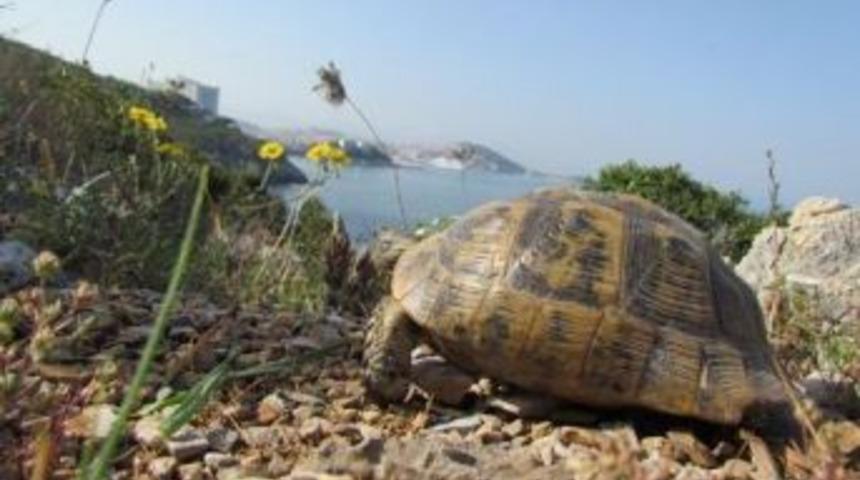 Bu Kaplumbağalar Oyuncak Değil!