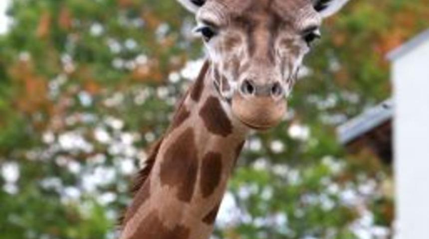 Z&uuml;rafalara Uludağ'dan &Ouml;zel Diyet