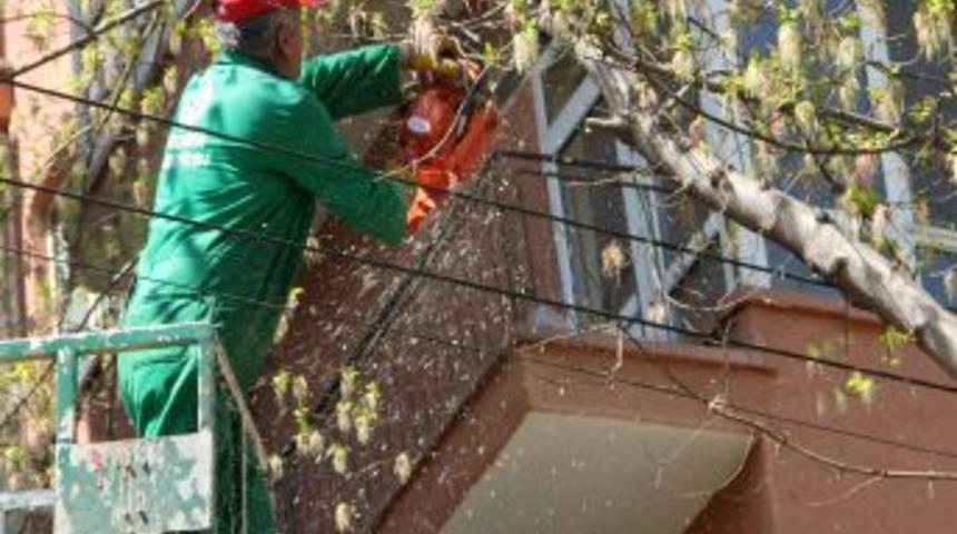 Çankaya'da Budanan Ağaçlar Fakirlere Odun Oluyor