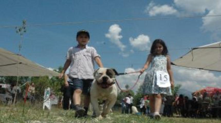 Denizli'de K&ouml;pek G&uuml;zellik Yarışması