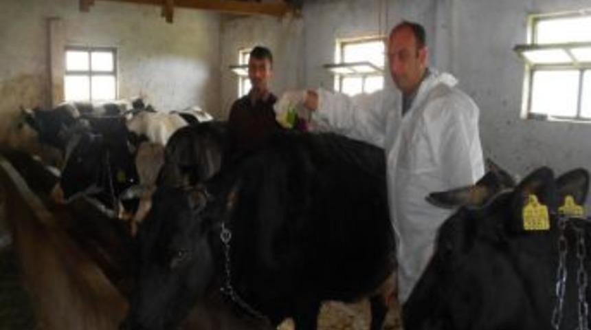 Osmancık'ta Kenelerle M&uuml;cadele &Ccedil;alışmaları Devam Ediyor