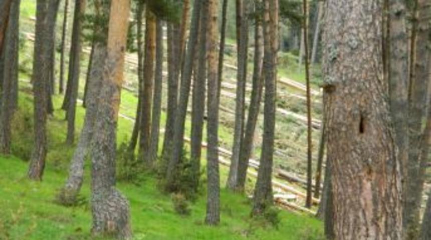 Posof'ta Ağa&ccedil; Kesimine Tepki