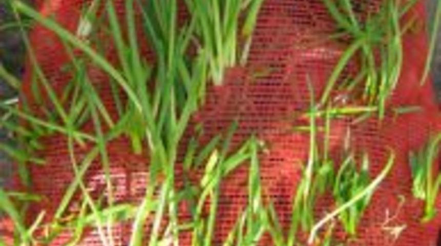 Torbayı delerek yeşeren soğan