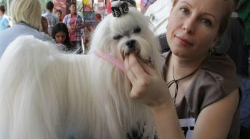 Akyurt&rsquo;ta K&ouml;pek Irkları Yarışması D&uuml;zenlendi