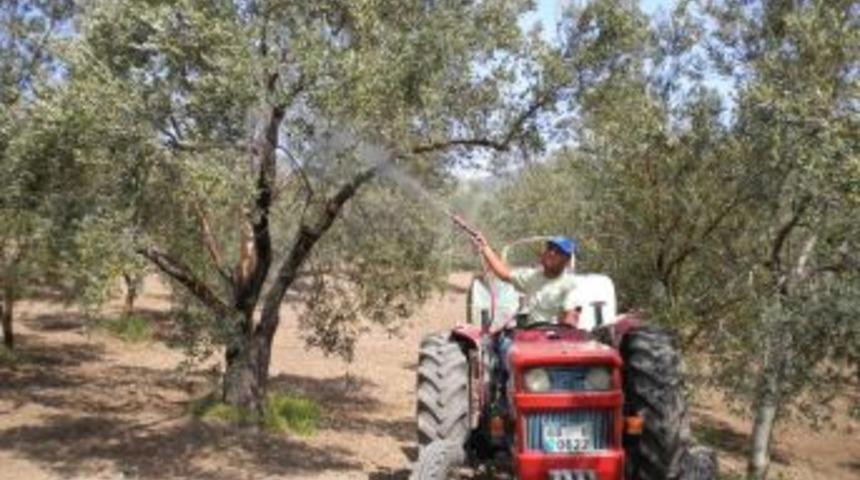 Zeytin Ağacı Sayısı 17 Milyona Ulaştı