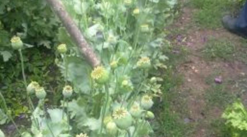 &Ccedil;anakkale'de Uyuşturucu Operasyonu