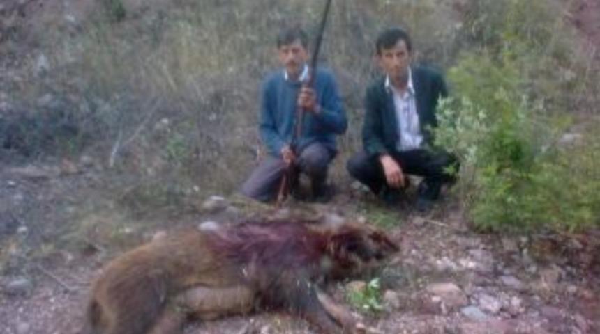 K&ouml;ye İnen Yaban Domuzu, K&ouml;yl&uuml;ler Tarafından Vuruldu
