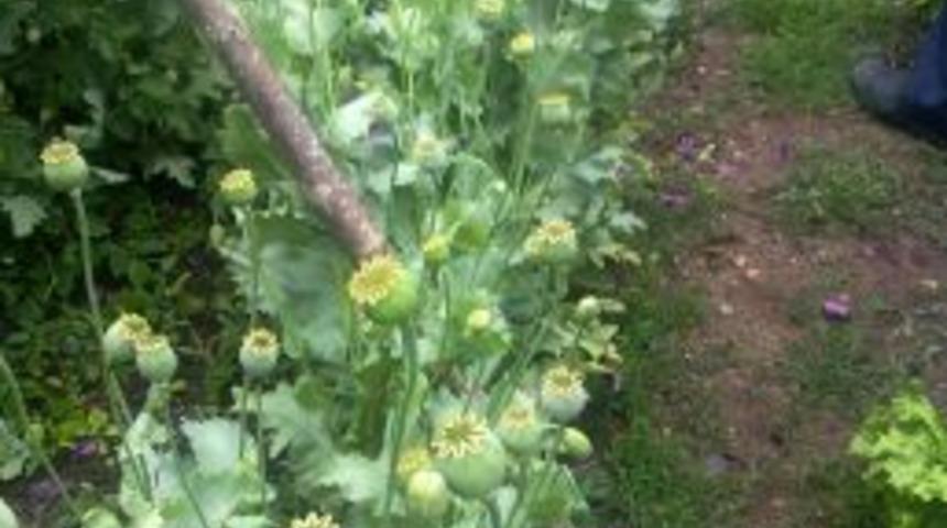 Evin Bah&ccedil;esinde Ekili Haşhaş Bitkisi Ele Ge&ccedil;irildi