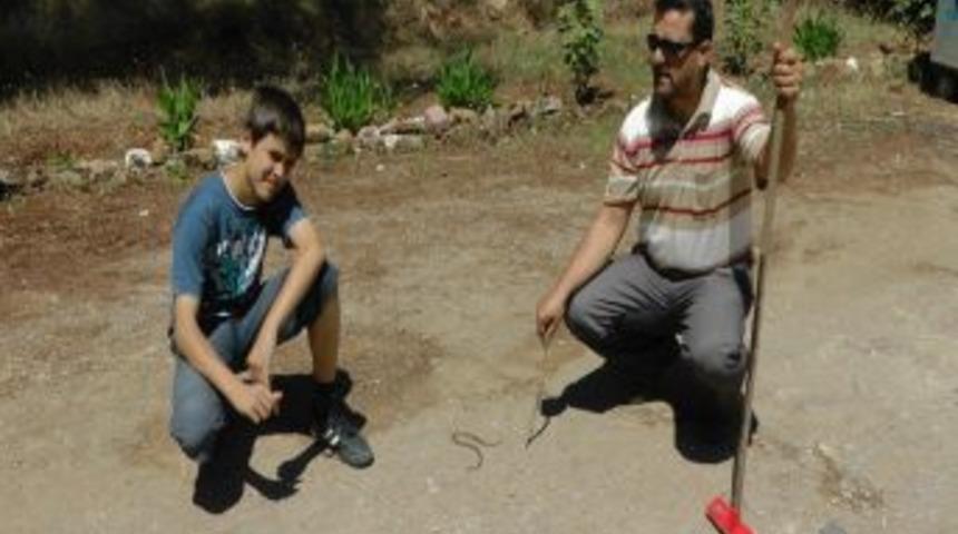 Sıcaklarla Birlikte Yılan Ve Akrepler Arttı