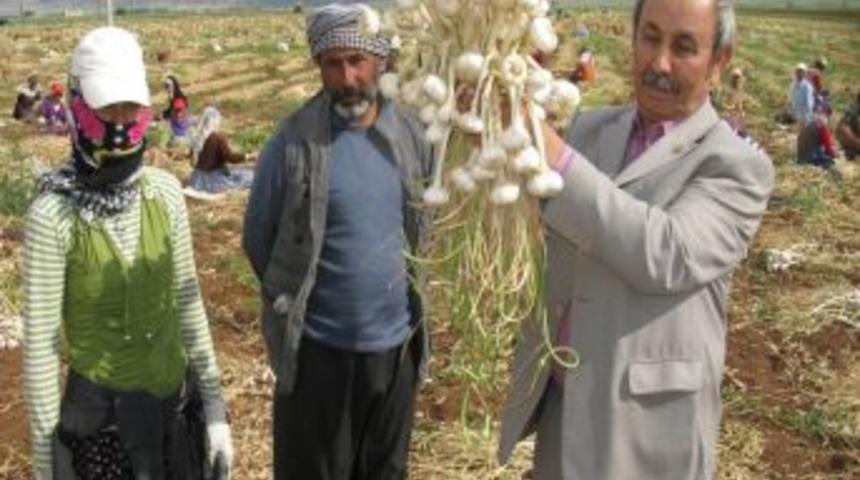 Sarımsak, &Uuml;reticinin Y&uuml;z&uuml;n&uuml; G&uuml;ld&uuml;rmedi