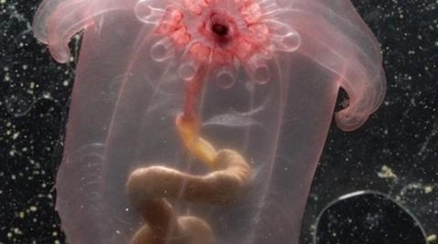 Birbirinden ilgin&ccedil; deniz canlıları