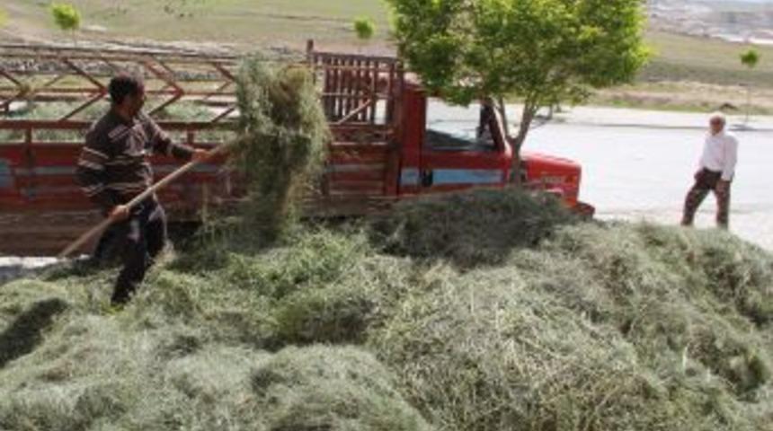Van'da Ot Bi&ccedil;me D&ouml;nemi 'tırtıl' Y&uuml;z&uuml;nden Erken Başladı