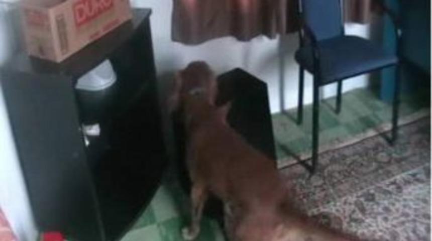 Narkotik Köpeği 'seti' 6 Kişiyi Tutuklattı