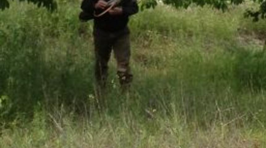 Pazarlar'da Kiraz Ve Vişne Ağa&ccedil;ları İla&ccedil;lanıyor