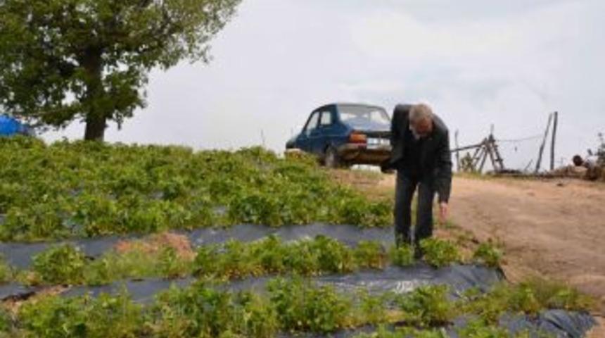 Simav'da &Ccedil;ileği Dolu Vurdu