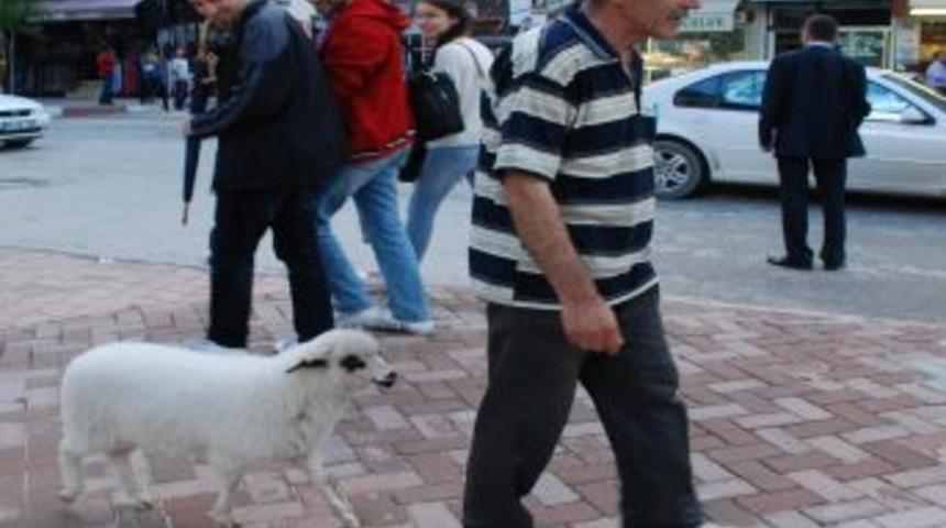 Kuzusuyla Şehirde Gezintiye &Ccedil;ıktı