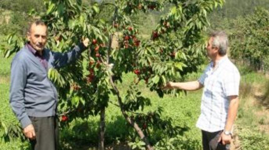 Şiddetli Yağış Uludağ Kirazı'nı Vurdu