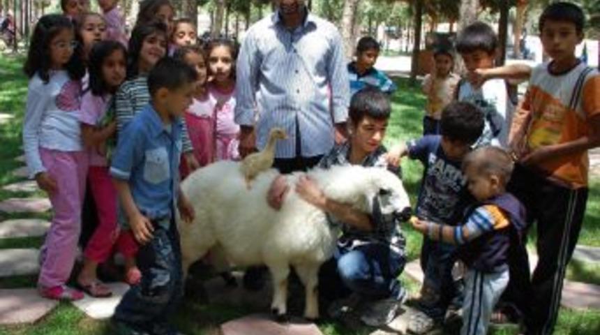 Koyun Ve &Ouml;rdek Sıra Dışı Besleniyor