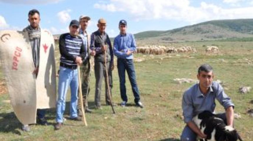 Arazileri Tahsis Edilen 10 Bin Koyun Telef Olma Tehlikesiyle Karşı Karşıya