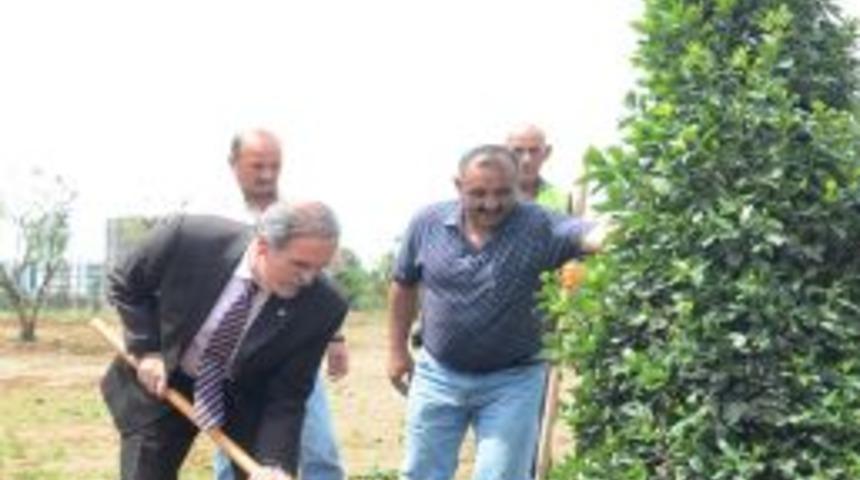 'Parayı Ver, Dikili Bir Ağacın Olsun'