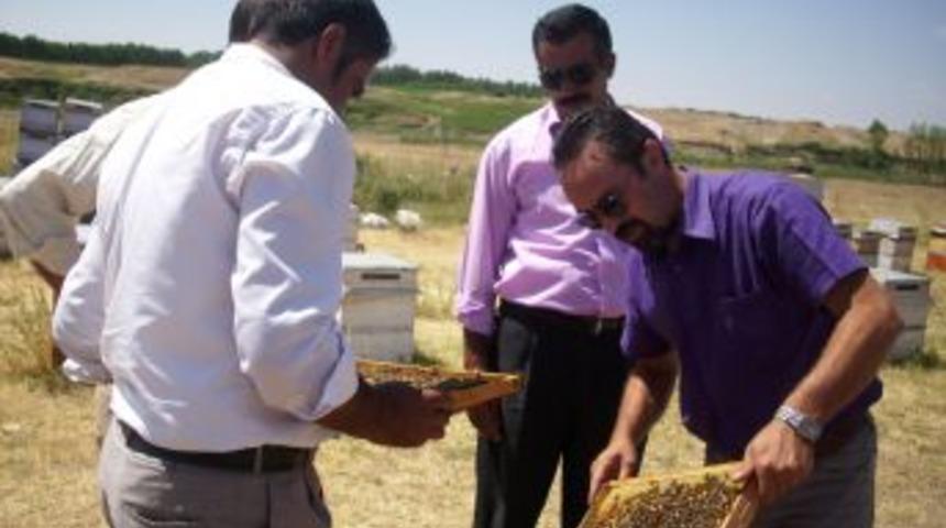 Elektromanyetik Dalgaların Arılara Etkisi Araştırılacak