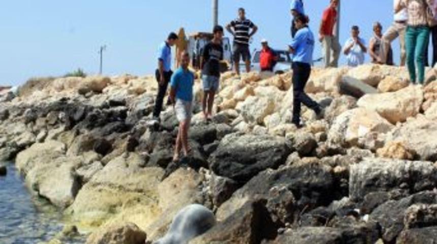 Mersin&rsquo;de Yaralı Foku Kurtarma Operasyonu