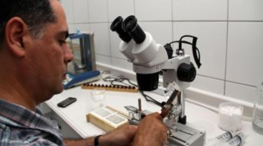 Arılar Yapay Tohumlama Y&ouml;ntemiyle Diren&ccedil; Kazandırılıyor