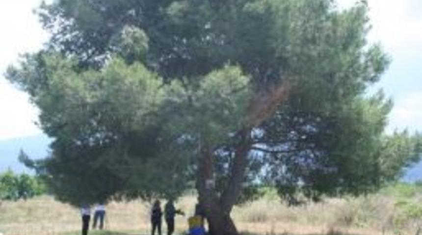 Yağmurda Ağa&ccedil; Altında Telefonla Konuşurken Yıldırım &Ccedil;arptı