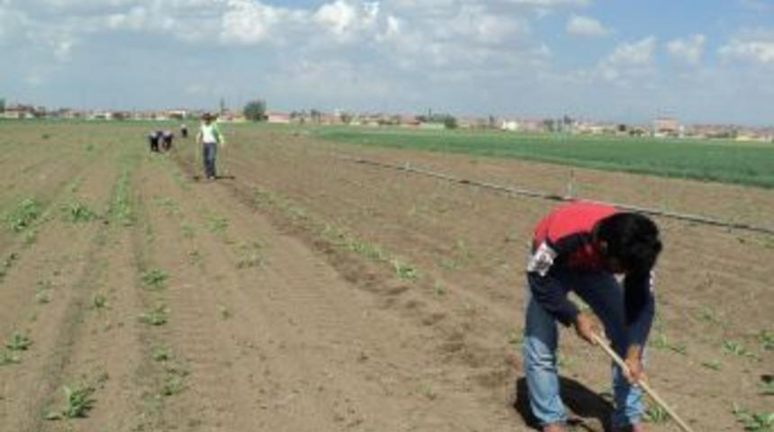 Mevsimlik Tarım Iş&ccedil;ileri, Pancarda &Ccedil;apa Işine Başladı