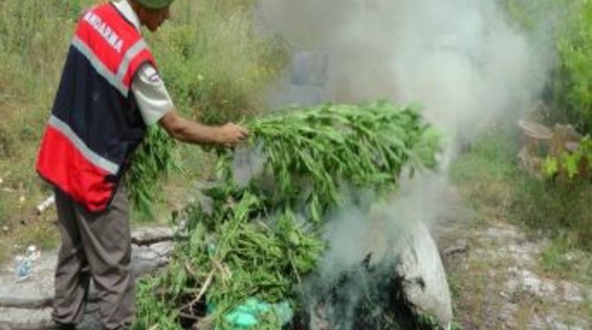 Mısır Pırasa Arası Hint Keneviri