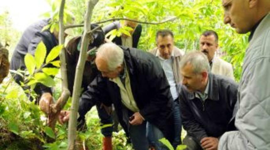 Kestane Ağa&ccedil;ları Kanseri Yeniyor