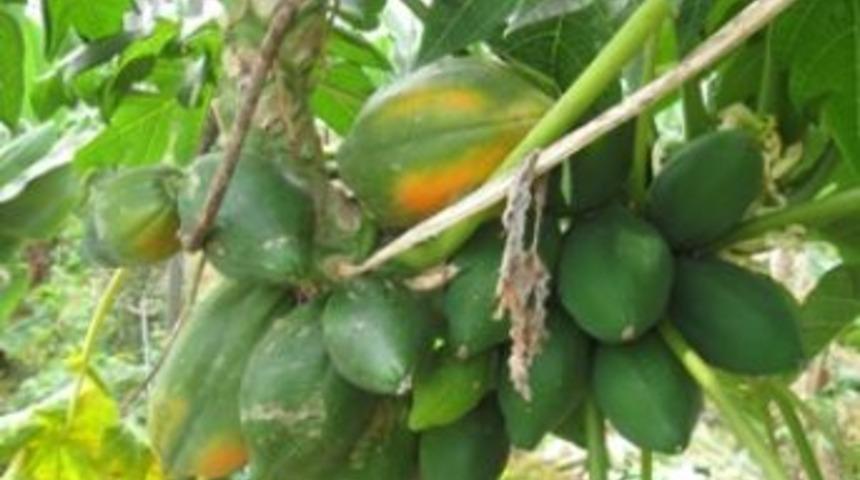 Anamur&rsquo;da tropik meyveler yetişiyor