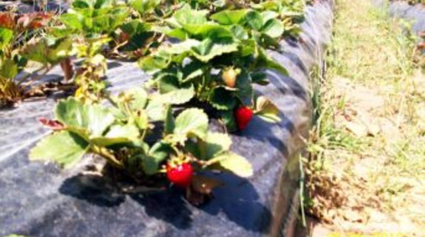 Organik &Ccedil;ilek &Uuml;retimi Ve Tarla G&uuml;n&uuml;