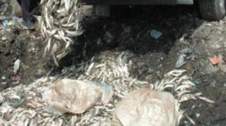 Van'da Ka&ccedil;ak Avlanmış 35 Bin 500 Kilo Balık Ele Ge&ccedil;irildi