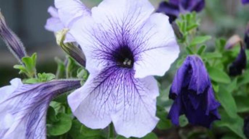 D&uuml;zce'de Rengarenk &Ccedil;i&ccedil;ekler A&ccedil;tı