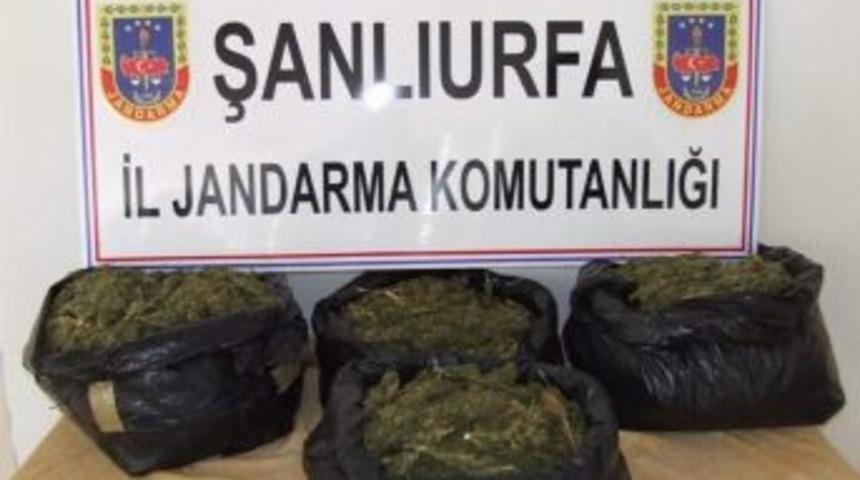 Jandarmadan Esrar Ve Ka&ccedil;ak&ccedil;ılık Operasyonu