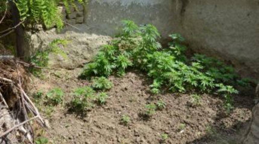 Evinin &Ccedil;atısında Hint Keneviri Yetiştirirken Yakalandı