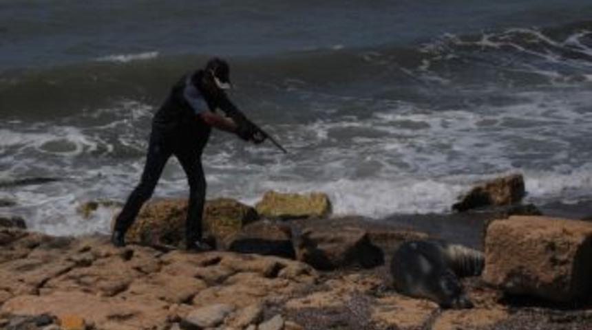 Yaralı Fok Balığına Antibiyotik Tedavisi