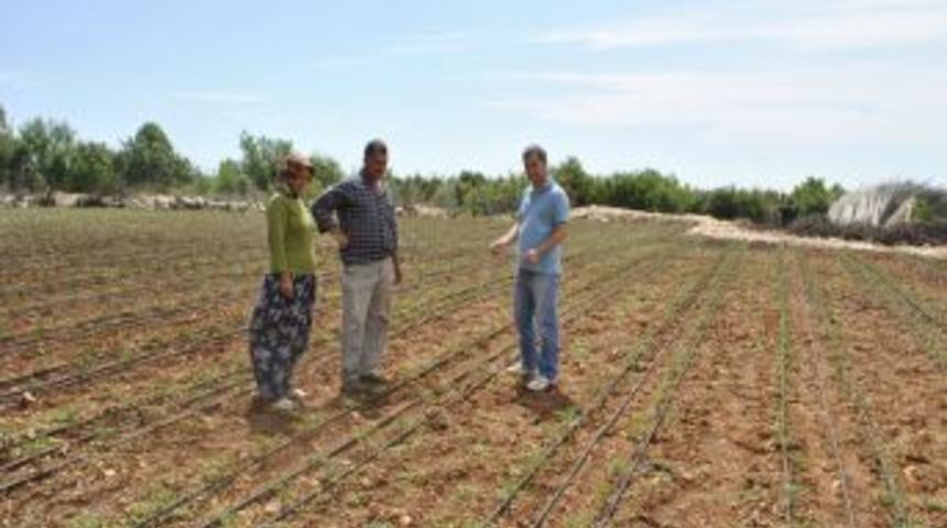 Silifke&rsquo;de Dometes Fideleri Solarizasyon Sistemiyle Korunuyor